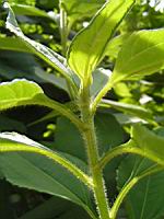 Topinambour patate, Helianthus tuberosus (fam Asteracees) (peut-etre) (5) (Photo F. Mrugala)